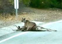 June_25,_cougar_and_deer