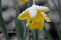 daffodil_snow