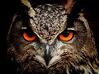 night_owl