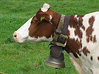 cow_with_bell