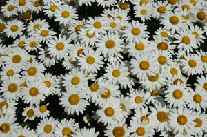 cluster of daisies