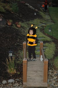 Bumble_Bee_on_Bridge.jpg