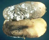 Potato-rotten