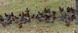 Robin_Flock_on_Ground.jpg