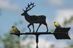 The_Gold_Finches_are_back.__Washington_State_Bird.jpg