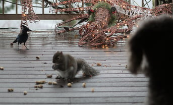 maggie squirrle and bird