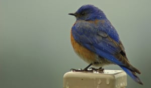 blue bird-1