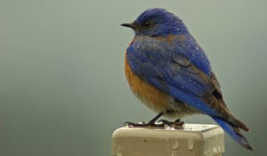 blue bird-1.jpg