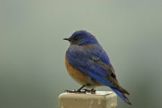 blue bird-2