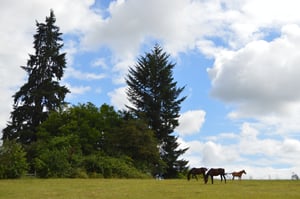 colt on horizon