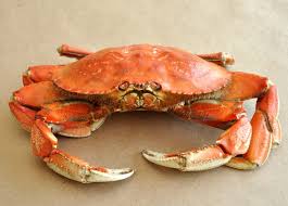 crab.jpg