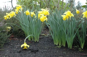 daffodil-1.jpg