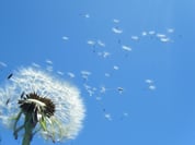 dandelions.jpg