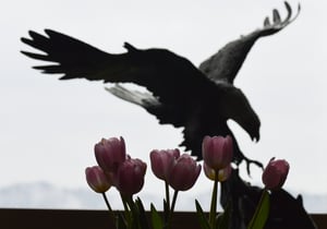 eagle in window