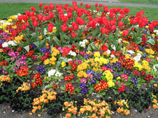 flower-bed1