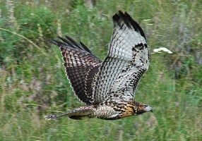 hawk on the run