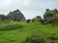 ireland_cows.jpg