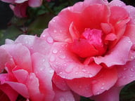 raindrops-on-roses