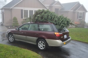 tree on car-1.jpg