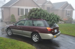 tree on car.jpg